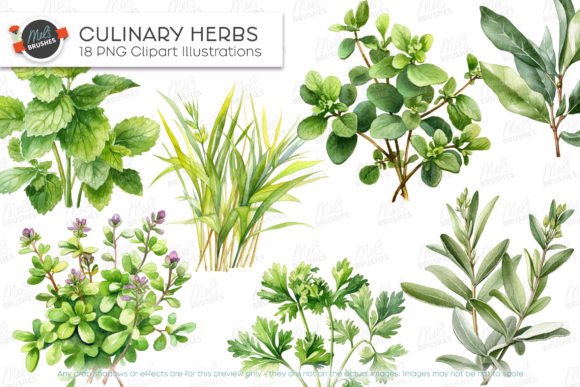 Infuse Authenticity: The Versatility of Culinary Herbs Watercolour Clipart